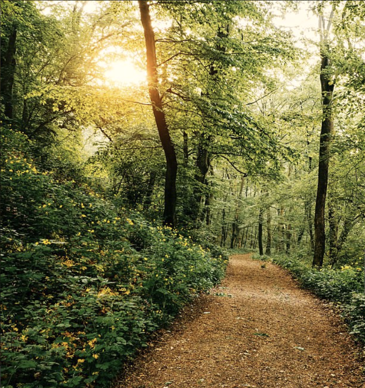 Forest path